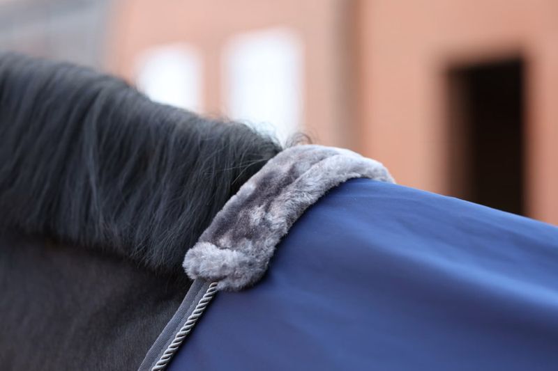 Bucas  Show-Line Competition Cooler