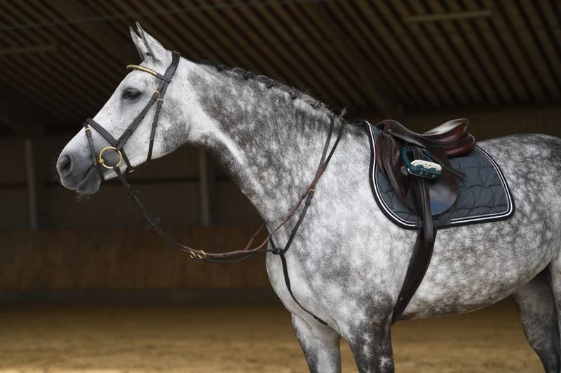 Martingal Heimer Havana/Messing